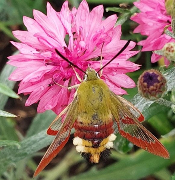 PAPILLON. SPHINX GAZE sur Centaurée fuchsia v4. ANAB LEFFRAY